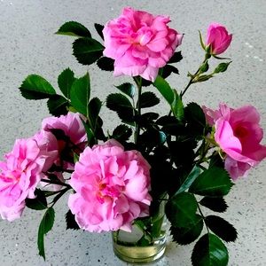 Meet your Posher, GiGi